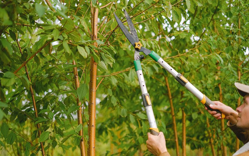 Tree trimming in Ismay, MT